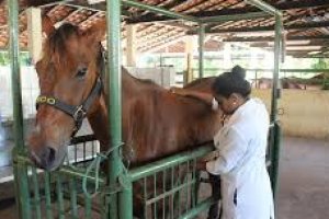 Introdução ao Auxiliar de veterinário de animais de grande porte